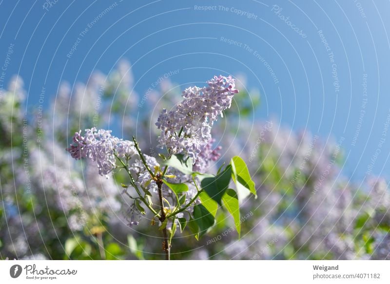 Flieder mit Blüte im Frühling Sommer Sonnenschein Muttertag schön herrlich Aufbruch Duft duften Garten Wiese Himmel violett rosa Bienen