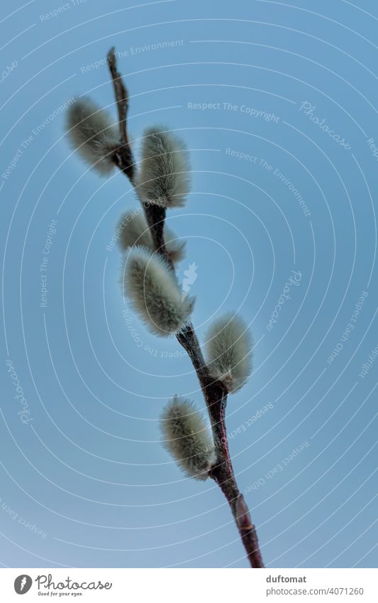 Palmkätzchen vor blauem Hintergrund Weidenkätzchen Frühling Natur Pflanze weich Zweig Ast Blühend Detailaufnahme Nahaufnahme puschel Ostern Frühlingsgefühle