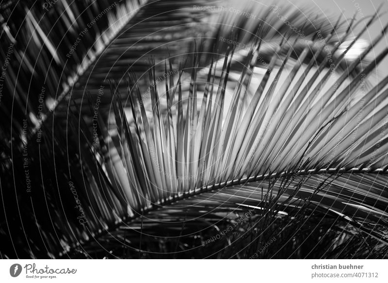 Palmblatt in schwarz weiss palme palmblatt kuenstlerisch form schatten licht bokeh mediutativ struktur hintergrund wallpaper