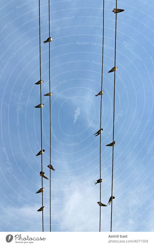 Eine Schwarm von Schwalben sitzen auf Stromleitungen vögel stromleitung Sperlingsvögel Hirundinidae Singvögel luft himmel stromkabel neugierig reihe warten