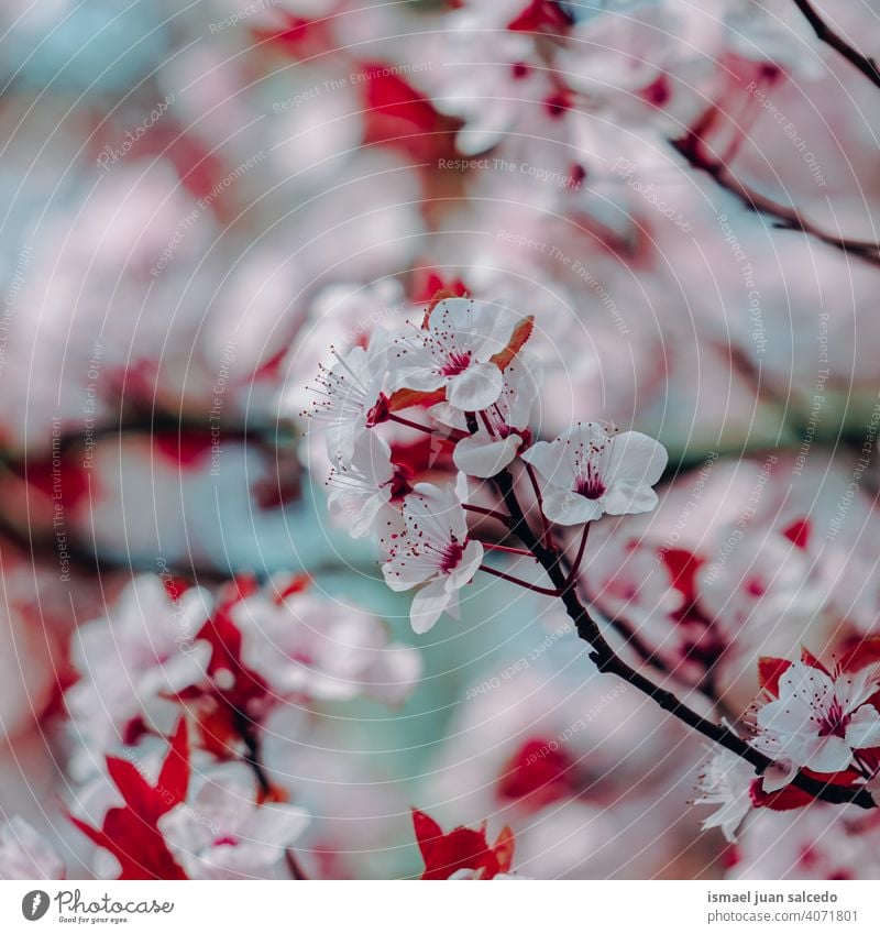 schöne Kirschblüte Blume, sakura Blume Kirschblüten Sakura-Blüte Kirschbaum Kirsche Sakurabaum rosa Blütenblätter geblümt Flora Natur natürlich dekorativ
