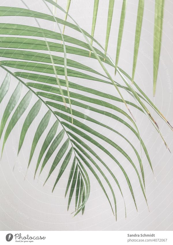 Palmenansichten grünpflanze zimmerpflanze urban jungle palme palmenwedel plantlife plantlove pflanzenliebe weiß weißer Hintergrund
