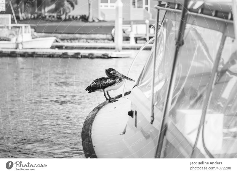 Pelikan sitzt auf einem Boot im Wasser Urlaub Vogel Meer Natur Tier Außenaufnahme Schnabel Wildtier Menschenleer Tierporträt Tag federn schön exotisch Flügel