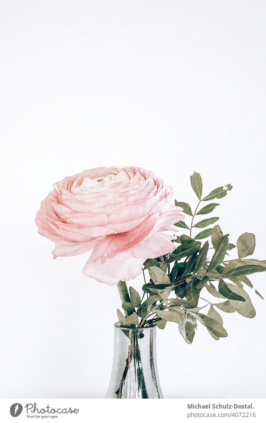 eine rosa Ranunkel in der Vase Blume Pflanze Zierpflanze schön ruhig flower plant calm quiet grün green still stillleben deko pink Ranunkeln Blüte Natur