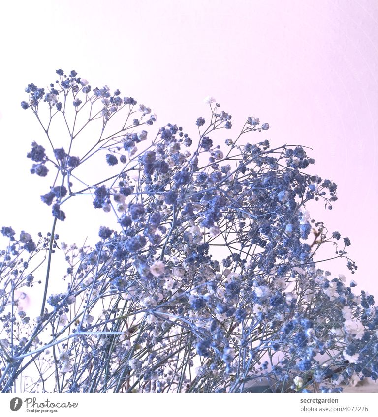 wieso die blau sind ist mir schleierhaft... Schleierkraut Blumenstrauß Natur Innenaufnahme rosa Blüte Pflanze Dekoration & Verzierung weiß Farbfoto