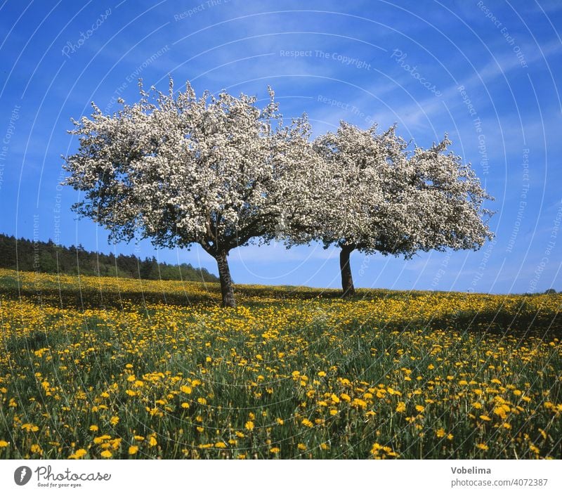 Bluehende Baeume auf einer Wiese mit Loewenzahn Landschaft Blüten Gelbe Blumen Blumenwiese Ostern Odenwald Wald Deutschland FRÜHLING Baum Landleben Hessen