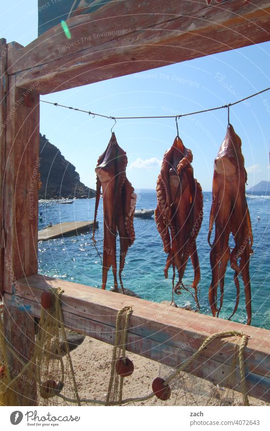 Speisekarte, hängend oktopus Tintenfisch Octopus Meeresfrüchte Fisch Lebensmittel Ernährung Restaurant Feinschmecker frisch Griechenland Kykladen Mittelmeer