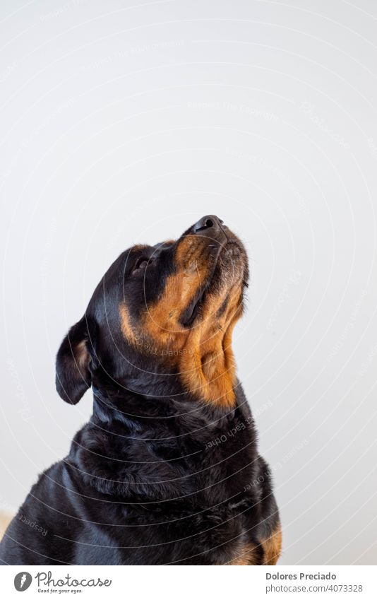 Großer schwarzer und brauner deutscher Rottweiler sitzend mit Blick nach oben bewusst aufmerksam sein vorsichtig Wut Hundezwinger Liebe züchten jagen kämpfen