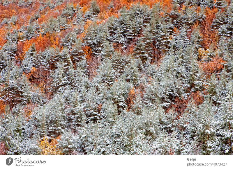 Schöner verschneiter Wald Winter Herbst Kastanie Kiefer Hintergrund schön Niederlassungen kalt cool Deckung Dezember frieren Frost frostig horizontal Januar