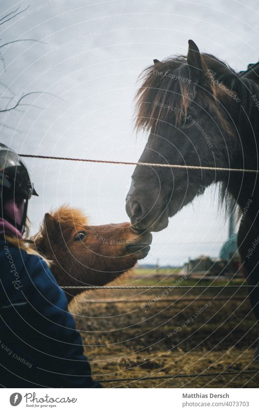 Pferdekuss Tier Himmel Außenaufnahme Natur Landschaft Farbfoto Liebe Pony Ferien & Urlaub & Reisen Island horse