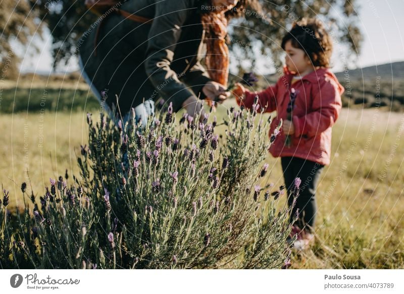 Mutter und Tochter pflücken Frühlingsblumen Mutter mit Kind Zusammensein Zusammengehörigkeitsgefühl Kommissionierung Lavendel Kaukasier Familie & Verwandtschaft