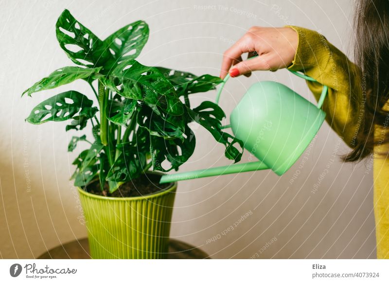 Frau gießt ihre Zimmerpflanze mit einer grünen Gießkanne. Monkey Monstera adansonii. Pflanze Monstera deliciosa Topfpflanze gießen Grünpflanze Wohnung