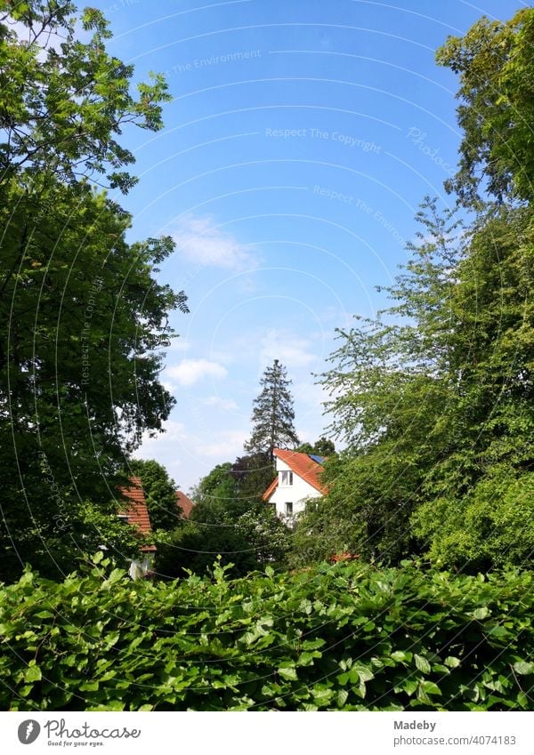 Moderne Wohnhäuser hinter grünen Hecken, Bäumen und Sträuchern im Sommer bei Sonnenschein in Oerlinghausen bei Bielefeld am Hermannsweg im Teutoburger Wald in Ostwestfalen-Lippe