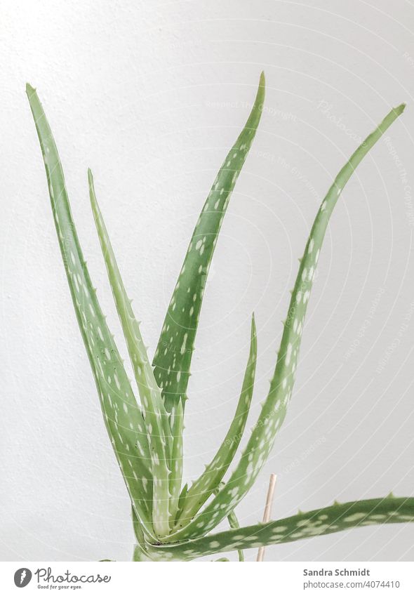 Aloe Vera Grünpflanze Zimmerpflanze Zimmerpflanzen kaktus grün weiß weißer Hintergrund