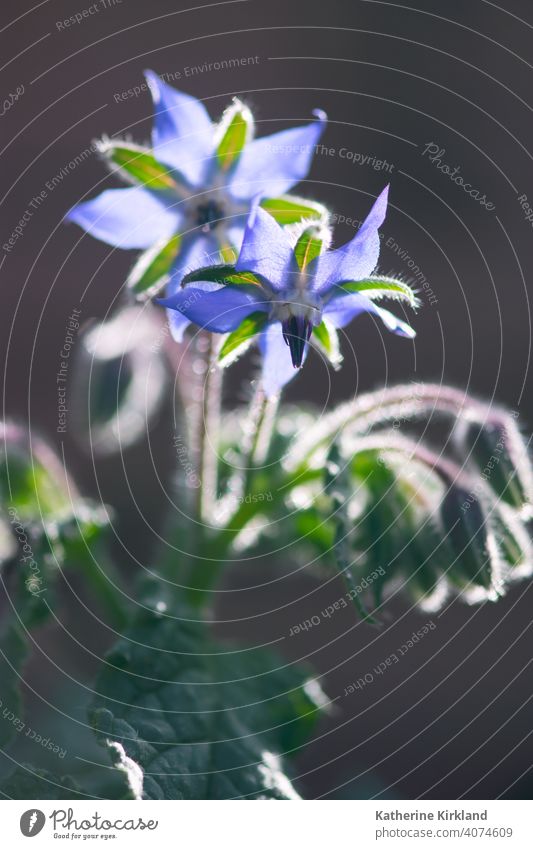 Glühende Borretschblüten Blume blau grün purpur grau geblümt essbar Kraut Kräuterkunde Kräuterbuch Pflanze Textfreiraum Natur natürlich wachsen wachsend