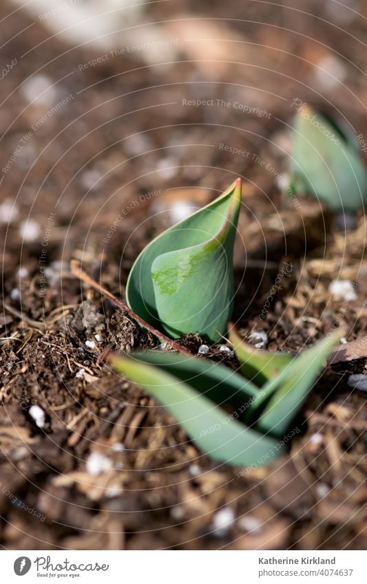 Neue Tulpenpflanze Blatt Blätter Pflanze wachsen wachsend Wachstum sprießen sprossen. Natur Frühling Saison saisonbedingt Boden Schmutz Erde botanisch Beginn