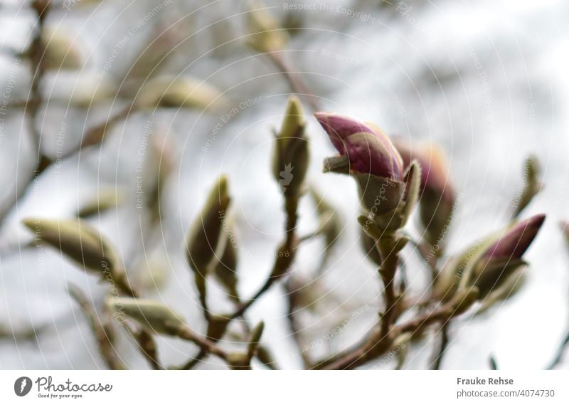 Sich öffnende rosa Knospe einer Magnolienblüte - im Hintergrund weitere unscharfe geschlossene Knospen Blüte Magnolienbaum Frühling Natur Farbfoto Außenaufnahme
