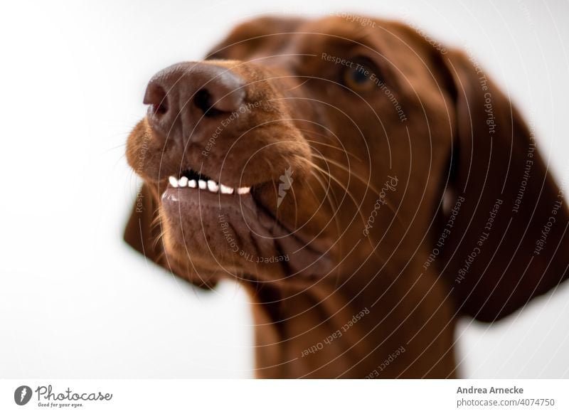 Hund zeigt seine unteren Zähne lustig Vizsla aufmerksam Aufmerksamkeit Jagdhund Tierporträt Nase Bokeh Farbfotos Schwache Tiefenschärfe weißer Hintergrund