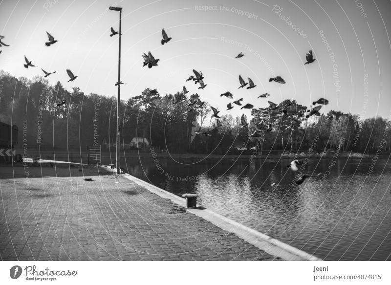 Tauben an einer verlassenen Hafenanlage fliegen erschrocken davon Flug Vogel Tier aufgescheucht Himmel Außenaufnahme Flügel Vogelschar Schwarm Vogelschwarm