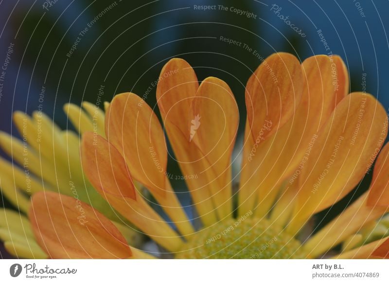 orange Blütenblätter Ausschnitt einer Chrysantheme blume blüte ausschnitt zart edel blatt nahaufnahme Farbfoto Pflanze