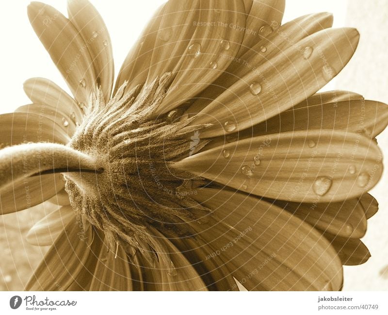 Morgengabe Blume Gerbera Blüte Blütenblatt Seil Sepia