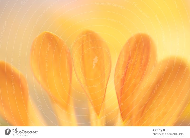 Chrysantheme Blüte Makro Blume Blütenblätter in orange blume blüte ausschnitt zart edel blatt nahaufnahme frühling jahreszeit makro gelb Chrysanthemen nähe