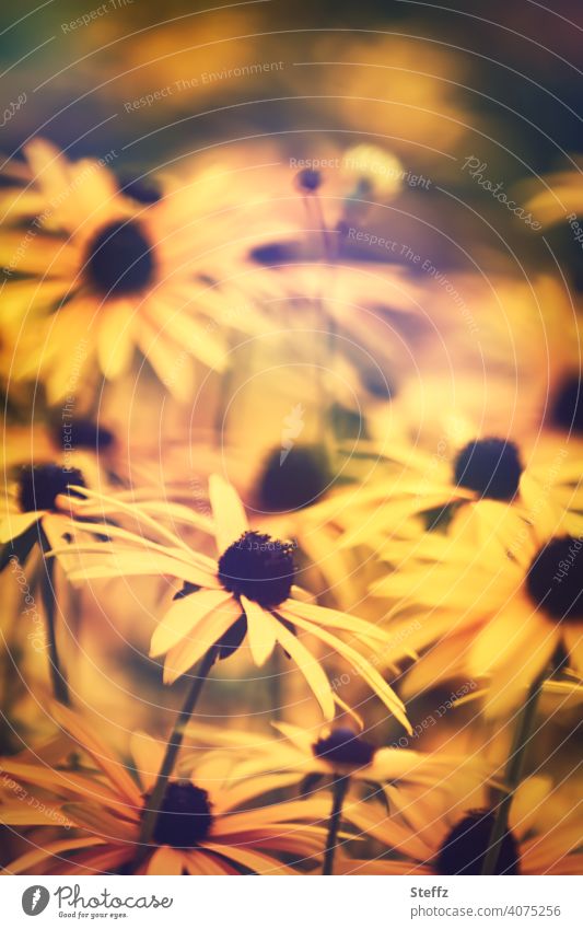 Farbcontest | Gelber Sonnenhut Rudbeckia Rudbeckia fulgida Blumenbeet Staudenbeet Blumenteppich Blütenmeer Gewöhnlicher Sonnenhut gelbe Blumen viele Blumen