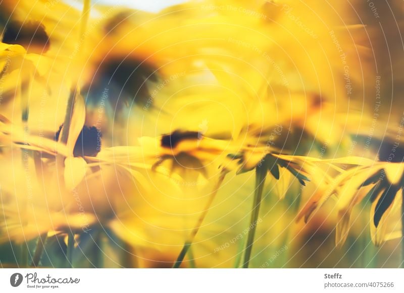 letzte Sommertage | gelbe Sonnenhüte | tanzen in der Sonne Sonnenhut Blütenmeer Rudbeckia sonnig Sommerende Gartenblumen malerisch orangegelb Gartenpflanzen