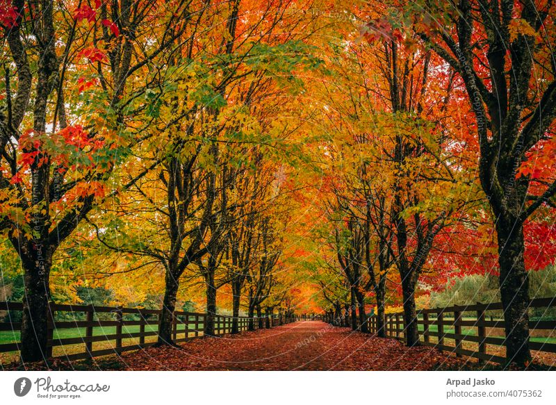 Spazieren gehen fallen Herbstfarben Landschaft orange rot Snoqualmie Bäume Washington