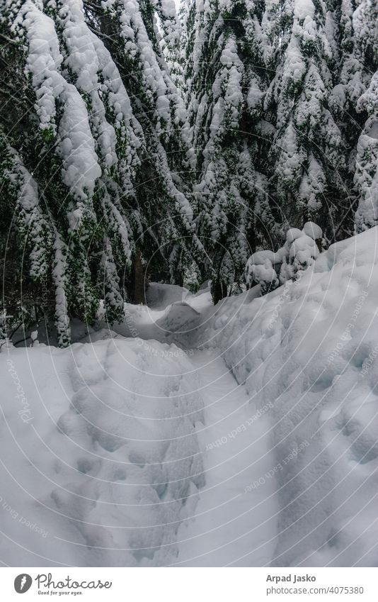 Gehen Sie unter uns Eis LANDSCHAFTEN 2015 Landschaften Pacific Crest Trail Snoqalmie-Pass Schnee Nachlauf Trailscape Washington Winter