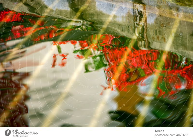 Blick in den Brunnen Dorfbrunnen Wasserspiegel Spiegelung Geranien verschwommen rot leuchtend Wellen Fantasie Imagination bunt farbig kräftig feurrot Blüten