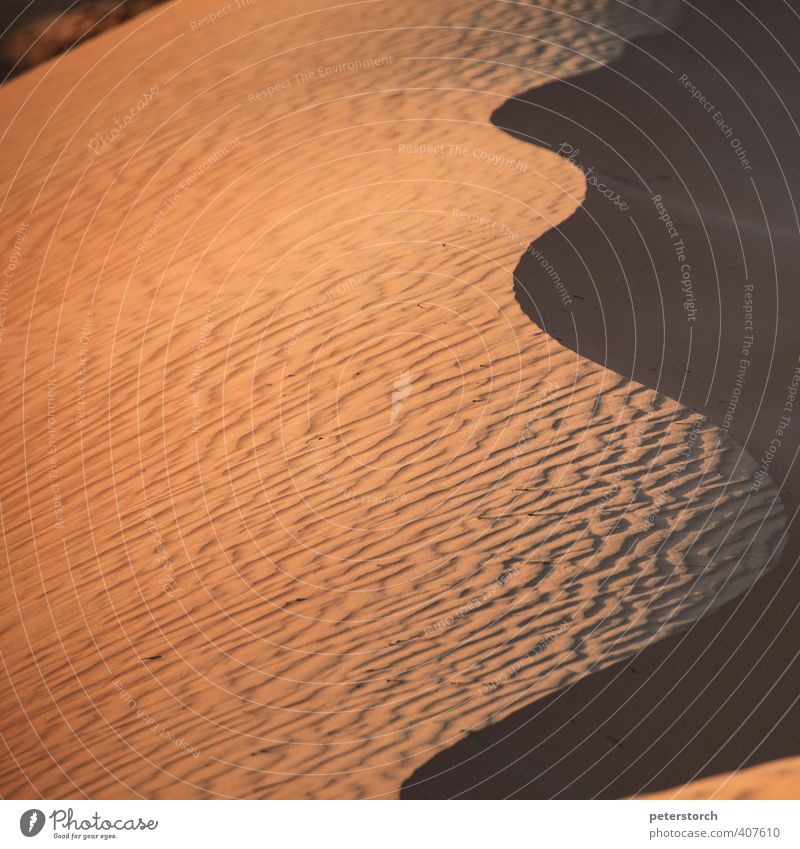 Düne 2 Ferien & Urlaub & Reisen Natur Sand Sonnenlicht Wüste Wahiba Sands entdecken ästhetisch trocken weich Bewegung Farbe Farbfoto Außenaufnahme Menschenleer