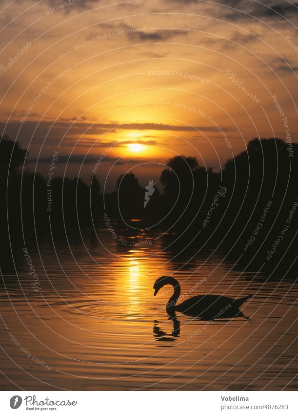 Schwan am Bodensee, abends Abend Sonne TIERE Deutschland Sonnenuntergang Wasser Cygnus olor vogel tier romantisch pittoresk ufer abendhimmel wolke wolken