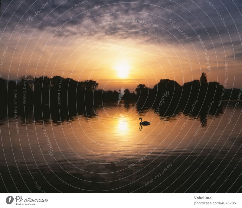 Schwan am Bodensee, abends Abend Sonne TIERE Deutschland Sonnenuntergang Wasser Cygnus olor vogel tier romantisch pittoresk ufer abendhimmel wolke wolken