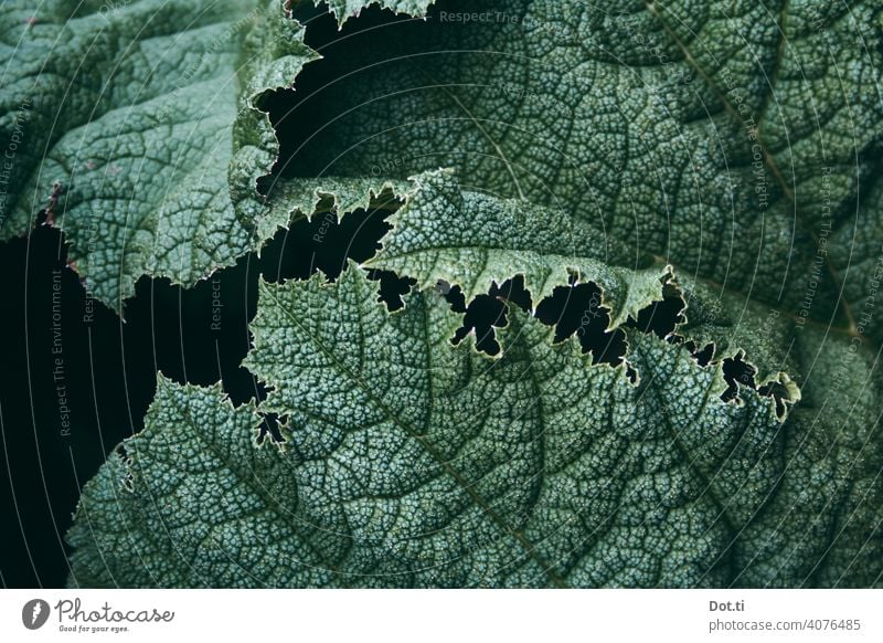 Monster-Mammutblatt Blatt Blattadern Gunnera struktur genarbt Pflanze Natur grün Farbfoto Außenaufnahme Menschenleer Tag Nahaufnahme Grünpflanze