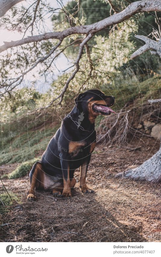 Ein Rottweiler sitzt an einem sonnigen Tag auf dem Feld bewusst aufmerksam sein vorsichtig Wut Hundezwinger Liebe züchten jagen kämpfen Gefahr gefährlich