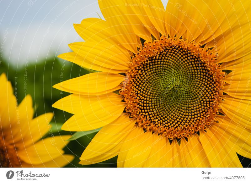 Hübsche gelbe Sonnenblumen Sommer Natur Blume Blüte geblümt Flora Feld grün Ackerbau schön Hintergrund Schönheit Pflanze Überstrahlung Nahaufnahme hell Pollen