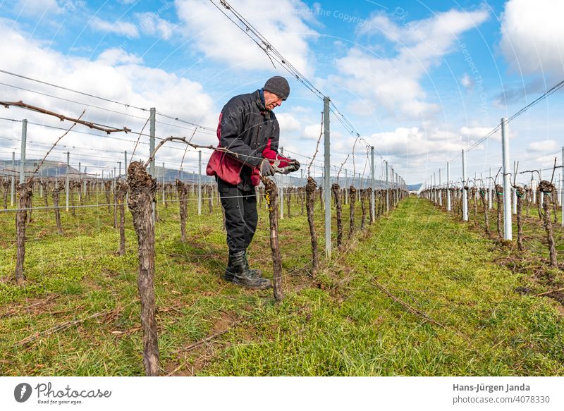 Junger Mann bindet Rebenzweige in einem Weinberg vor blauen Himmel an Arbeit Bereiche Ackerbau Weinbau Bauernhof Landarbeit Trauben Deutschland Pfalz