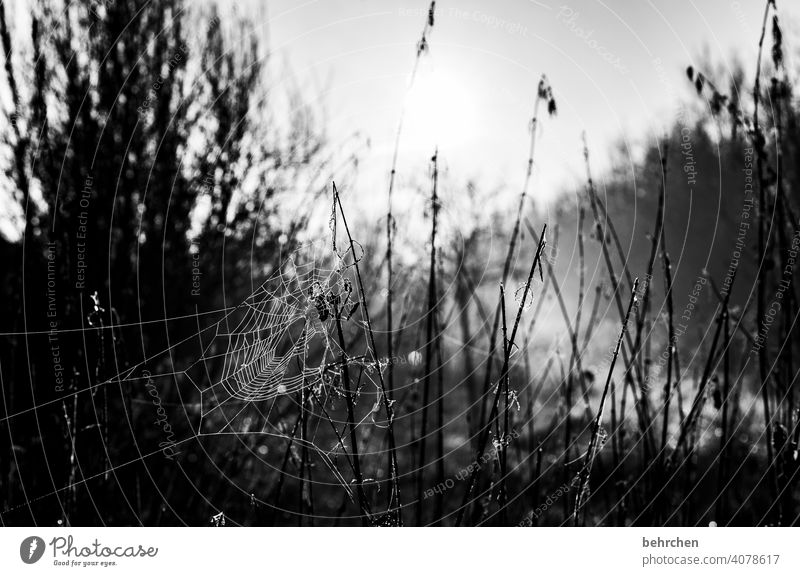 im verborgenen Schwarzweißfoto Winter Jahreszeiten Herbst Wald Kunstwerk Blume Feld Sonnenlicht Spinne Umwelt Sträucher Blatt Außenaufnahme Sonnenaufgang