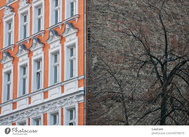 Berliner Hausfassade in alt und neu über Eck mit Baum und Turteltauben Gebäude Architektur Fassade bunt Fenster Außenaufnahme Menschenleer Farbfoto Stadt Wand