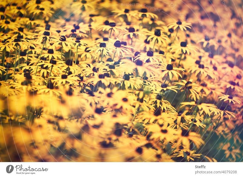 Sommergefühl mit dem Gelben Sonnenhut Gelber Sonnenhut Gewöhnlicher Sonnenhut Rudbeckia fulgida Spätsommer gelbe Blumen Blütenmeer viele Blumen gelbe Blüten