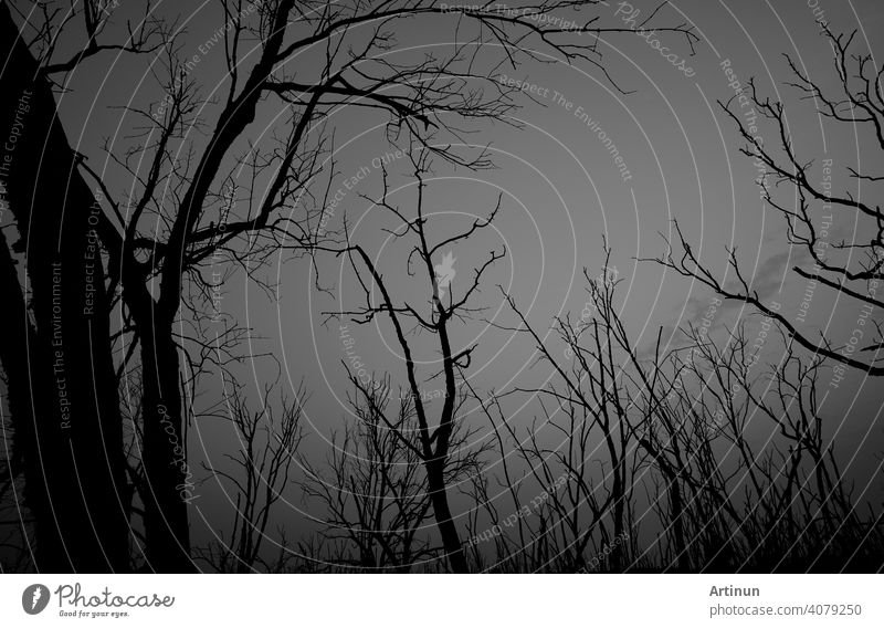 Niedriger Winkel Ansicht der Silhouette toten Baum gegen dunklen dramatischen Himmel. Hintergrund für einsam, traurig, hoffnungslos, Tod, und Verzweiflung. Schwarze blattlose Bäume mit Zweigen im Wald. Traurige Natur für traurige Emotion