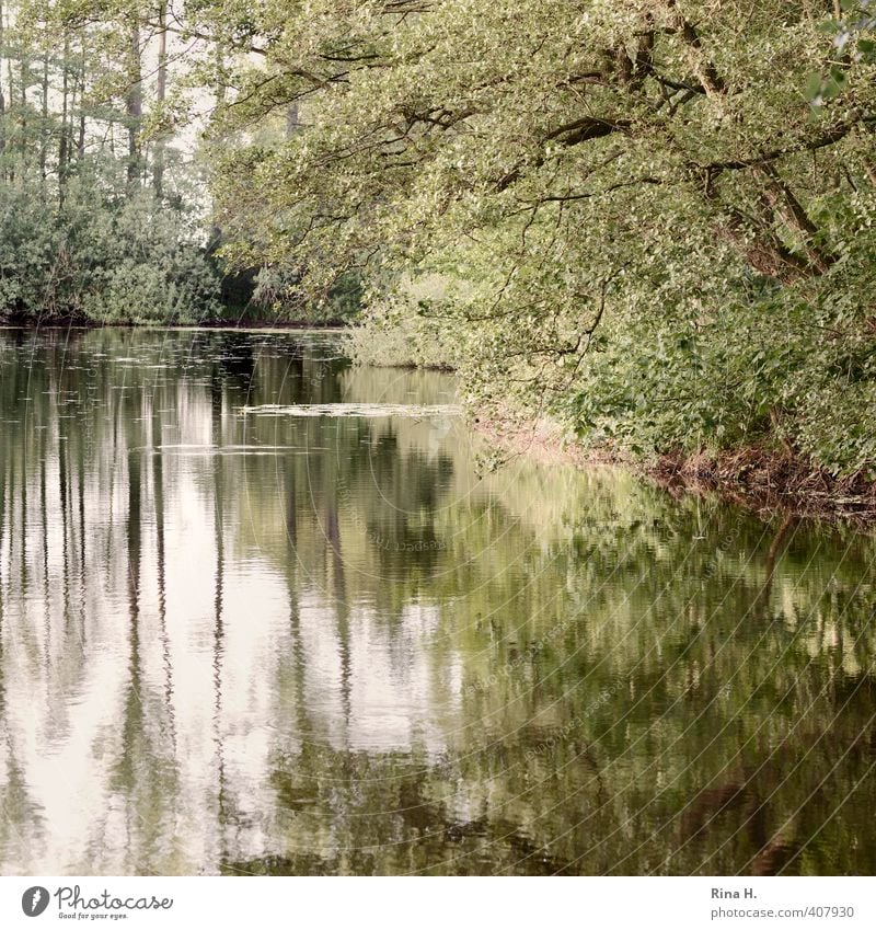 Schwanensee ohne Schwane Natur Landschaft Pflanze Frühling Baum Teich See natürlich grün Idylle ruhig Quadrat Farbfoto Außenaufnahme Menschenleer