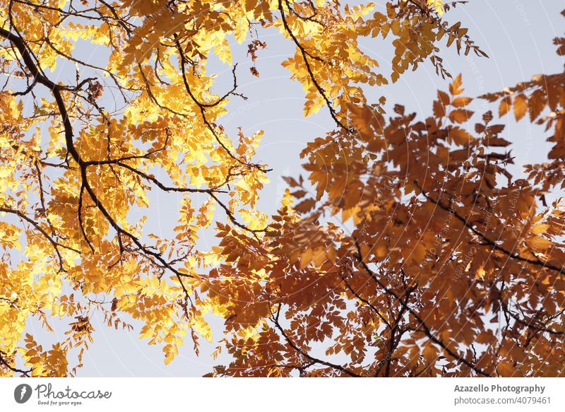 Schöne gelbe Blätter im Herbst. abstrakt Kunst Hintergrund schön Schönheit Ast hell Farbe trocknen Umwelt fallen Bildende Kunst Laubwerk Wald Garten golden