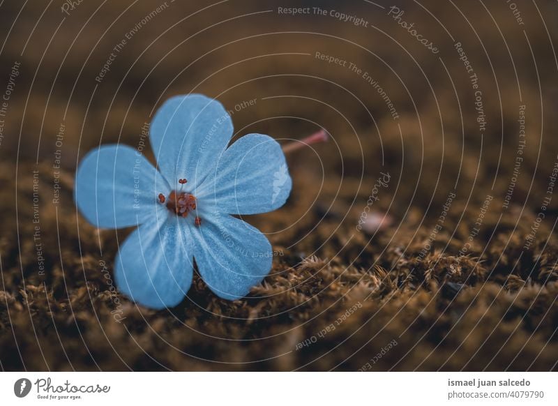 schöne blaue Blume in der Frühlingssaison Blütenblätter Pflanze Garten geblümt Flora Natur natürlich dekorativ Dekoration & Verzierung romantisch Schönheit