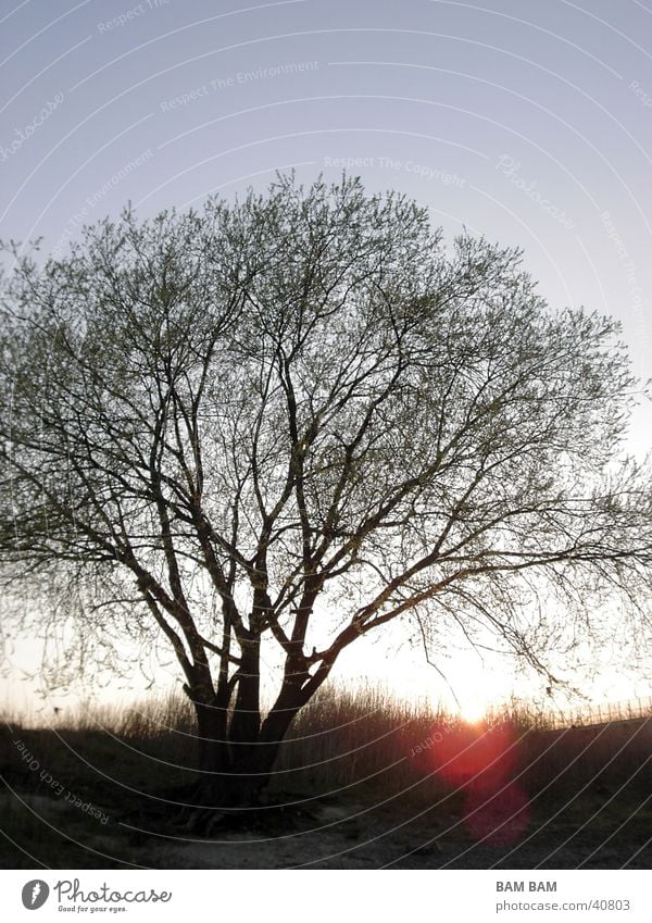 Baumsiluette im Frühjarssonnenuntergang Sonnenuntergang Siluette Reflektion Blauer Himmel Landschaft