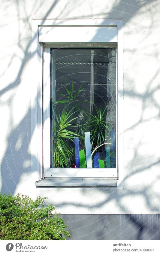 home-holidays zuhause zuhause bleiben Pflanzen Zimmerpflanze Fenster Fensterscheibe Dekoration & Verzierung grün Grünpflanze Farbfoto Topfpflanze Natur