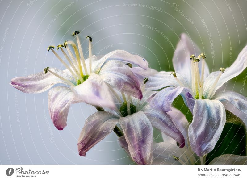 Mischtschenko-Blaustern - Scilla mischtschenkoana, Sorte Tubergeniana Auslese Winterblüher blühend Blüte Blume Geophyt Zwiebelblume Kaukasischer Blaustern