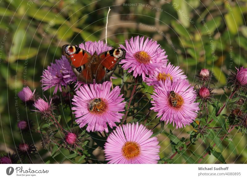 2 Honigbienen (Carnica) und 1 Pfauenage (Schmetterling) in einer lila/rosa Aster,in der Mittagssonne,sitzend. Astern Blume Pflanze Garten draußen Sonne Biene