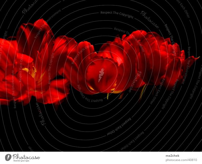 Tulpenorgie Blume dunkel rot Fototechnik Tonwertkorrektur Makroaufnahme